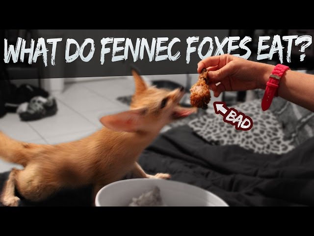 Funny female foxes frolicking in fluffy snow - Funny Pets Videos