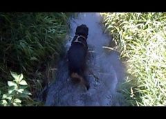 Dog is cooling down in a small stream (creek)