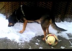 Dog is eating snow instead of taking the ball – Funny