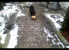 Dog is playing with his ball and I’m teasing him – funny