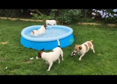 6 dogs 2 balls and a pool – funny