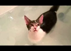 Cat takes a bath in bathtub – funny cute animal video