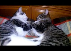 2 cats cleaning each other  – cute video