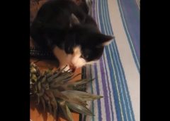 Cat is eating pineapple leaves – funny video