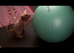 A small dog with a big big ball