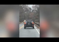 Dog Hilariously Gets Zoomies in Back of Moving Car