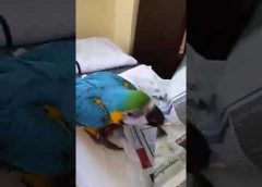 The parrot and the newspaper