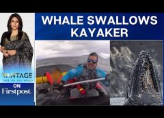 Whale Swallows Kayaker, Then Spits Him Out Moments Later | Vantage With Palki Sharma | N18G